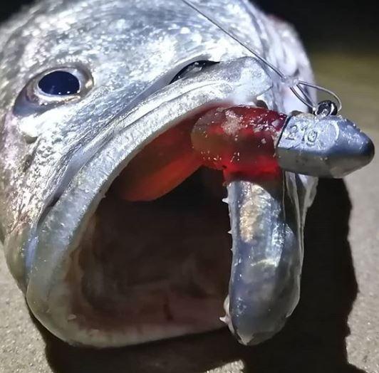 Wild Sports Angling Jig Heads